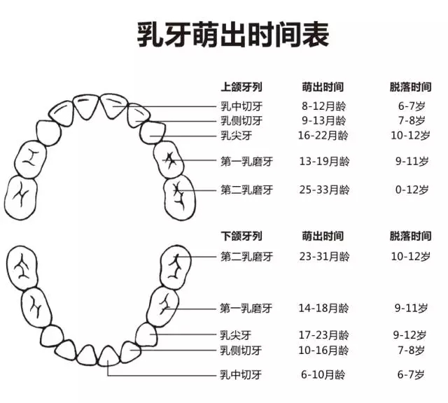 尚佳專業(yè)月嫂丨何時長牙才算正常？